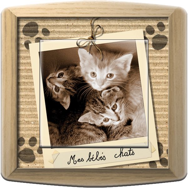 Interrupteur décoré Animaux / Mes bébés chats poussoir - Decorupteur