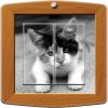 Article associé : Interrupteur décoré Animaux / Photo de chat